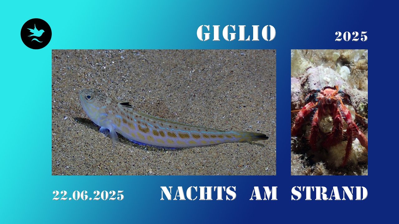 22.06.2025 Nachts am Strand : Giglio 2025
