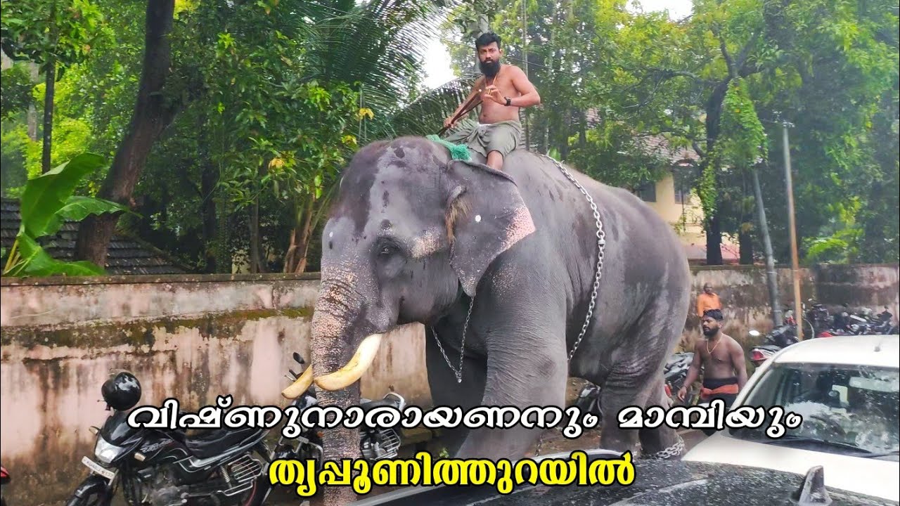 അക്കാവിള വിഷ്ണുനാരായണനും മാമ്പിയും തൃപ്പൂണിത്തുറയിൽ😍🔥Akkavila Vishnunarayanan & Mambi @Thripunithura