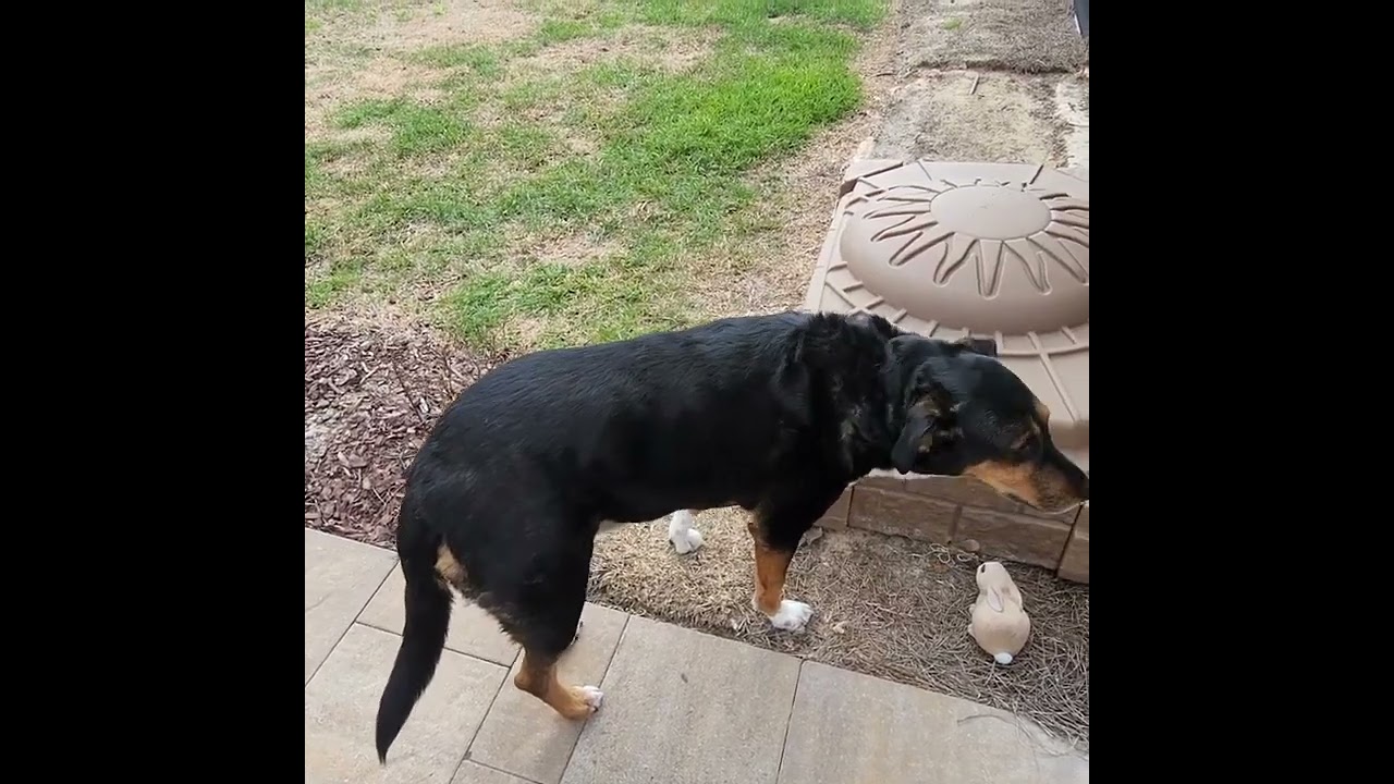 LACEY FINALLY DID IT!!!🧡 #housefluff #petsitter #treats