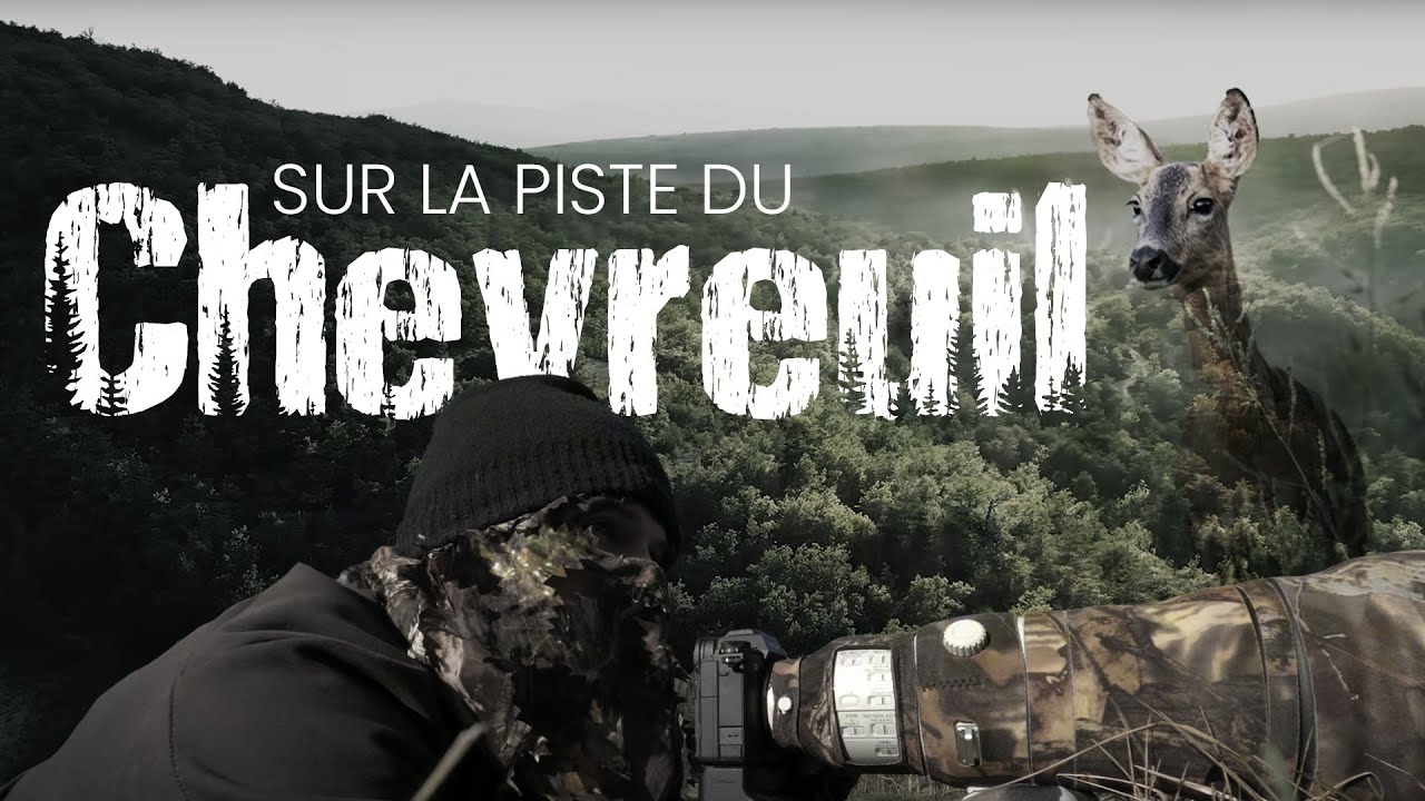 PHOTO ANIMALIERE - SUR LA PISTE du Chevreuil dans le Luberon