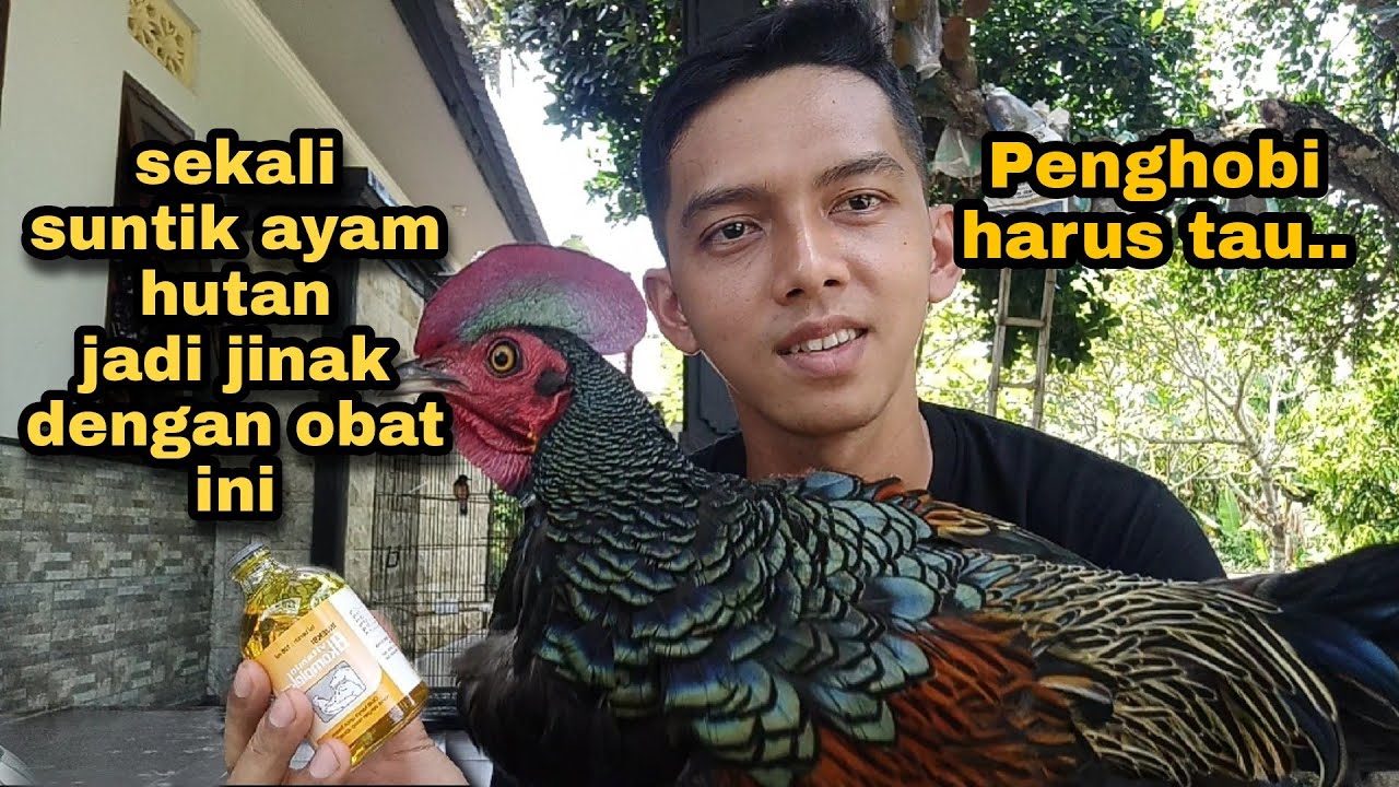 Tutorial / cara paling aman dalam menjinakan ayam hutan ( fresh) di suntik dengan Obat ini gaes!