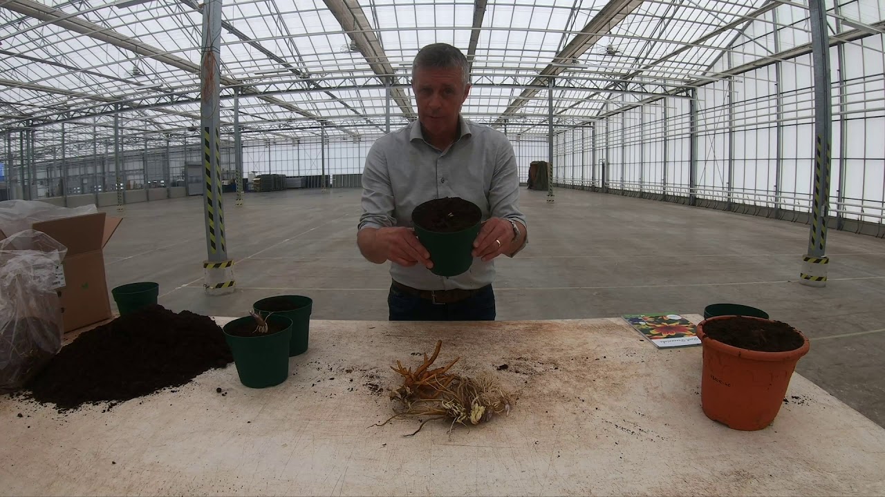 Planting Bare Root Perennials with Fred Meiland, Darwin Plants by Kebol