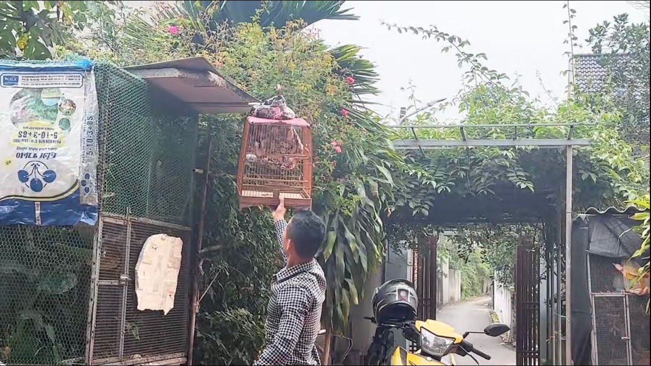 Đến thăm ae đam mê có mấy em mào ok quá ae ạ