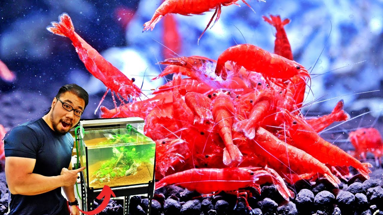 VISITING LOCAL SHRIMP IMPORTER | Setting Up Shrimp Aquascape!