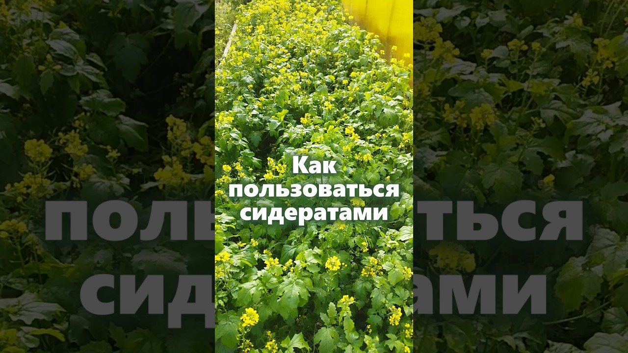 Что делать с сидератами #мульчирование #огород