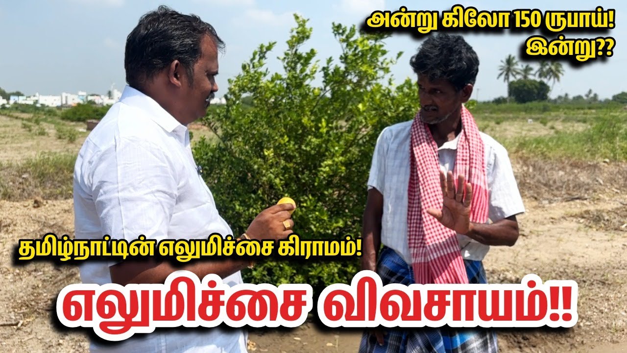 👌 ஏன் எலுமிச்சை விவசாயம்!? அன்று கிலோ 150 ரூபாய்! இன்று🍋? | Balaji Lemon farming | Pasumai Bharatham