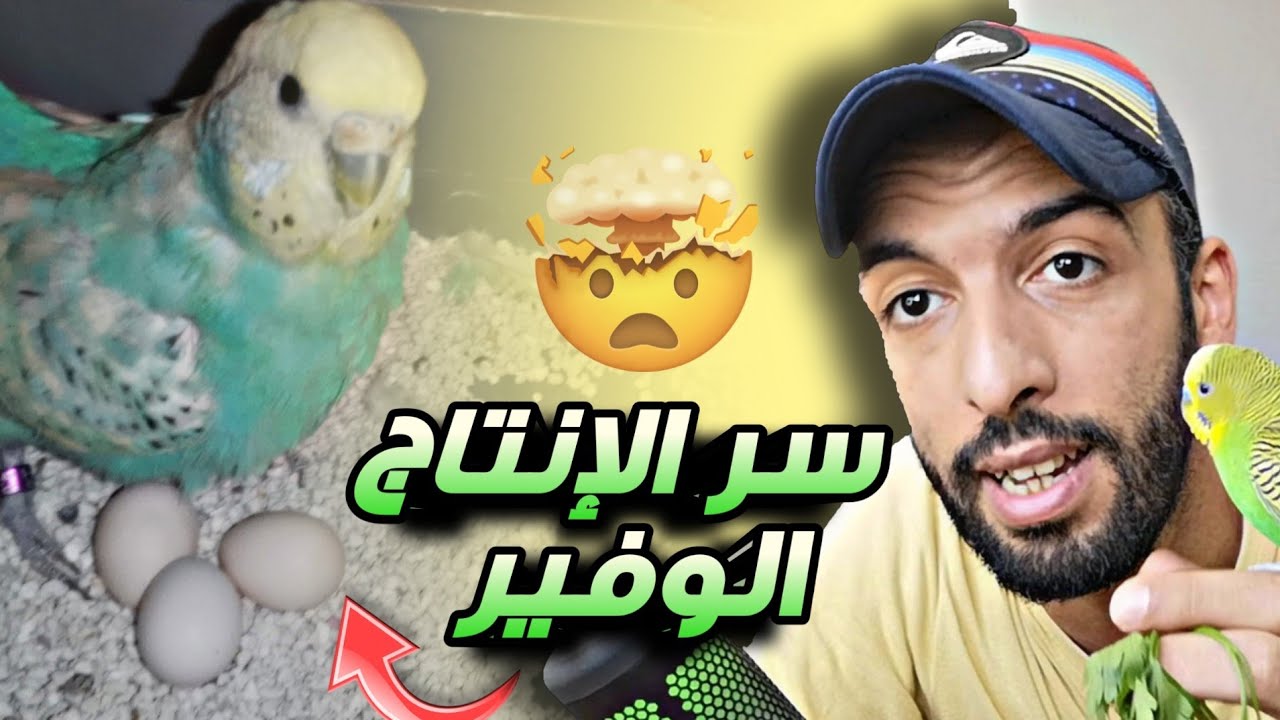 سر من أسرار الإنتاج الوفير عند طيور البادجي 🔥🤯 فترة وضع البيض
