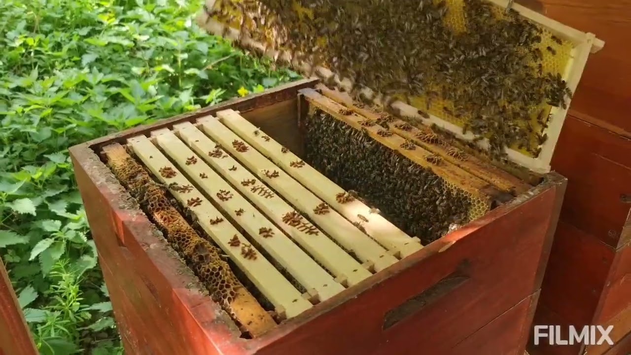 Medování v polovině květu řepky-25kg na včelstvo, přidávání 2-4 mezistěn, čmelák,  1.5.2024