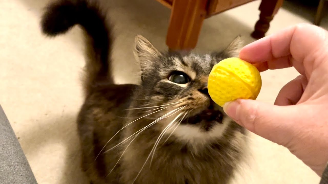 I wish I was a cat