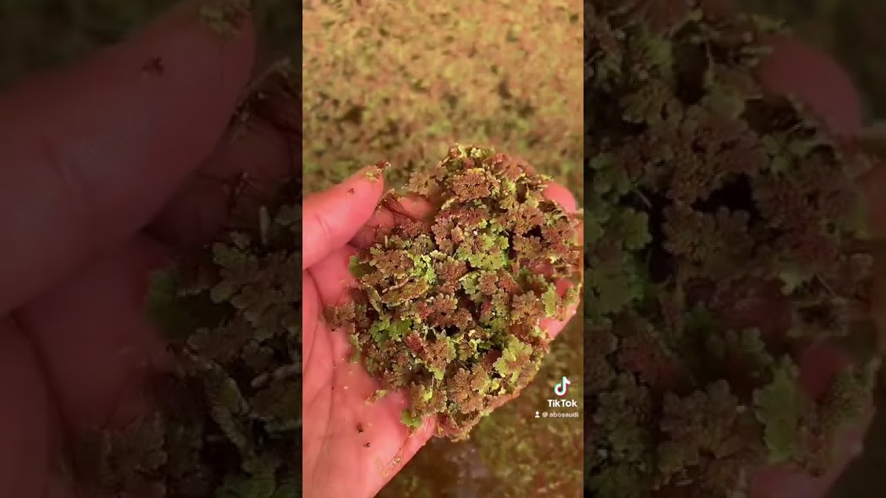 ازولا وسبب تغيير الون