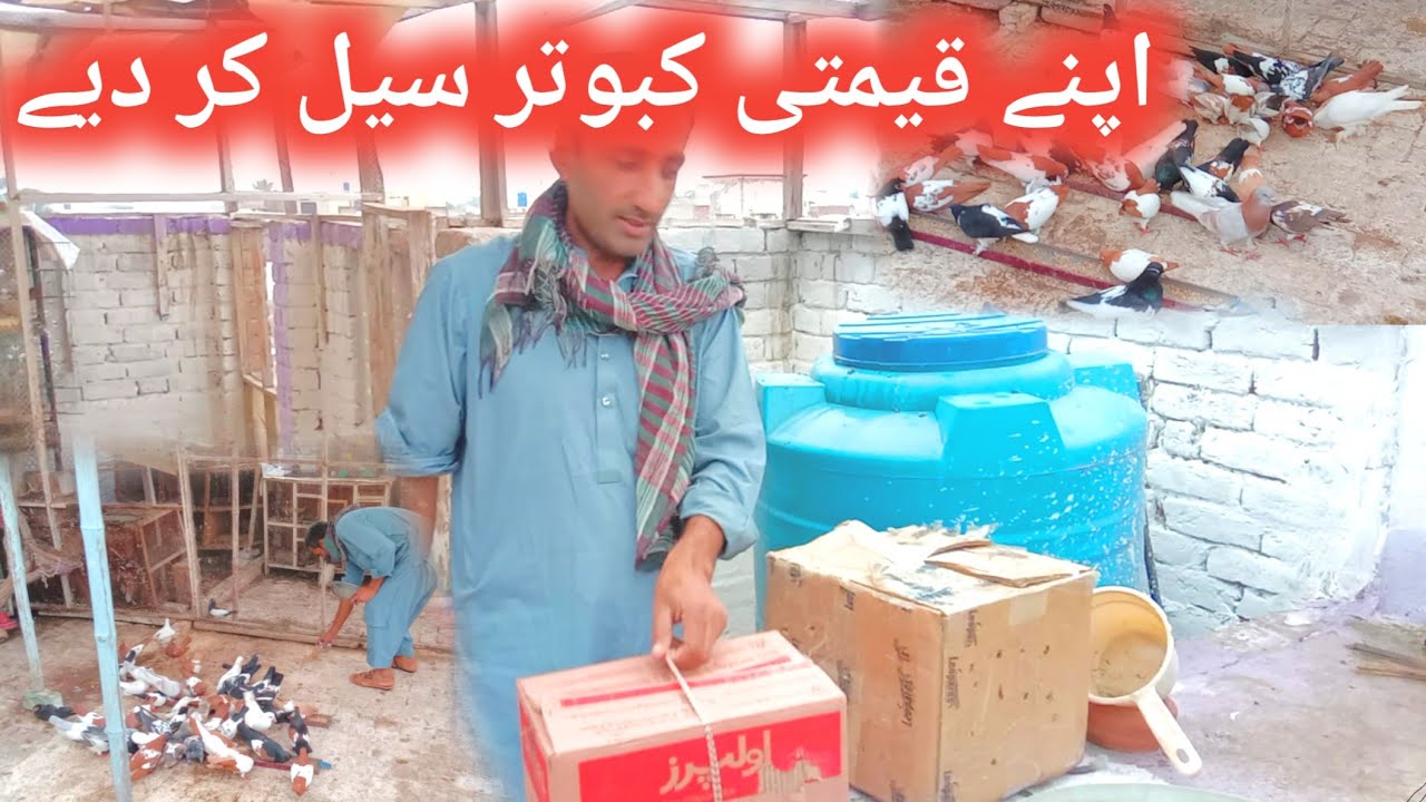 Pigeons video || Kabotar sale kr dy || loft khali khali ho gia ||