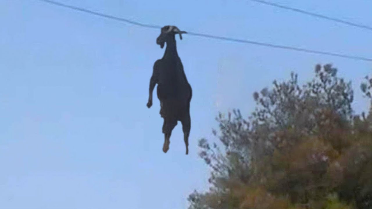 40 De CURIOZITATI Despre Animale
