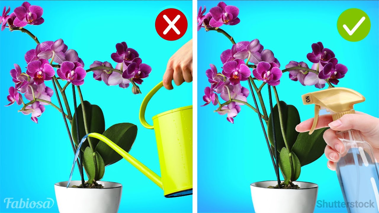5 orchid care tips you need to know | Easy DIY hacks