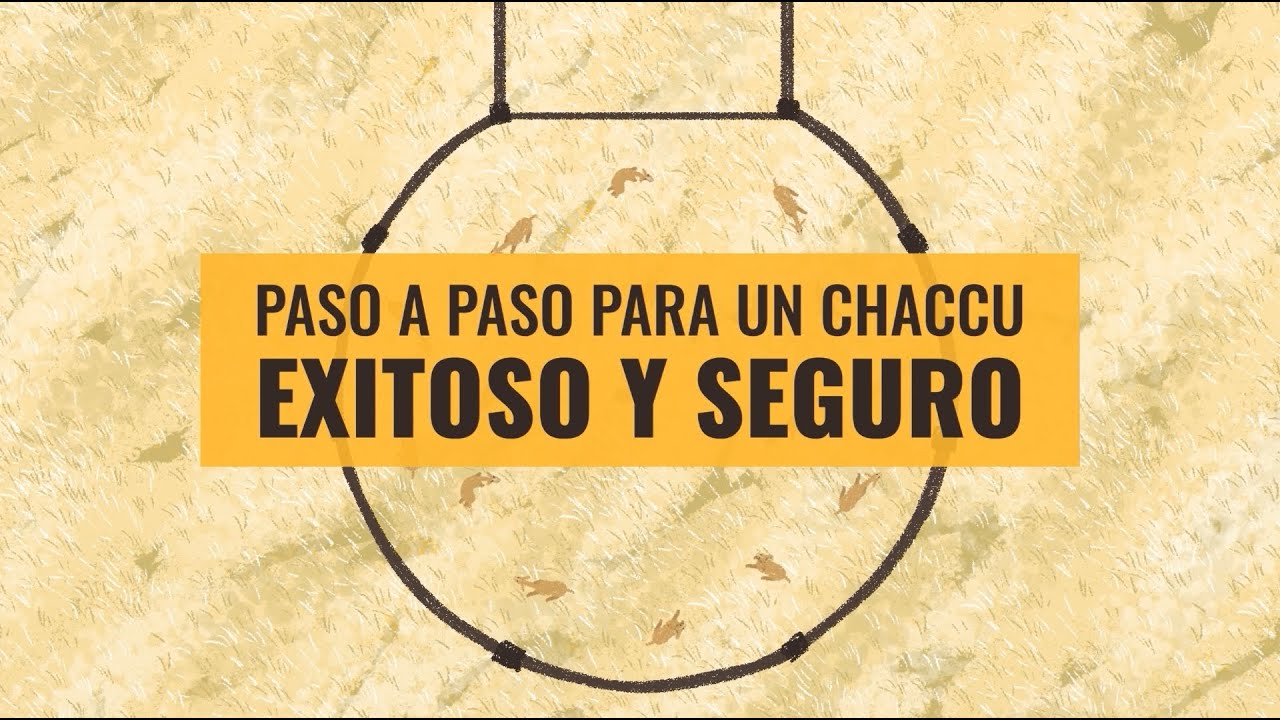 Paso a paso para un chaccu exitoso y seguro