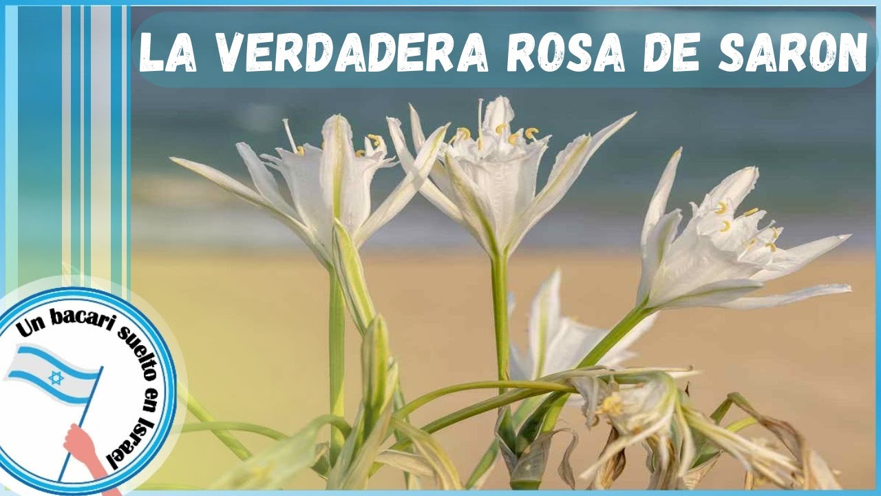 Asi Florece en Israel la Verdadera Rosa de Saron
