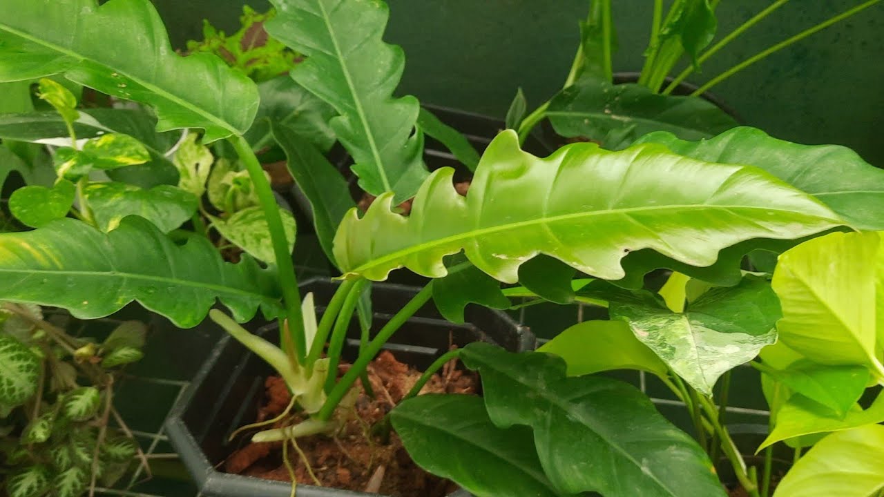 ලස්සන  පැල ගොඩාක් හිටවපු දවසක් 