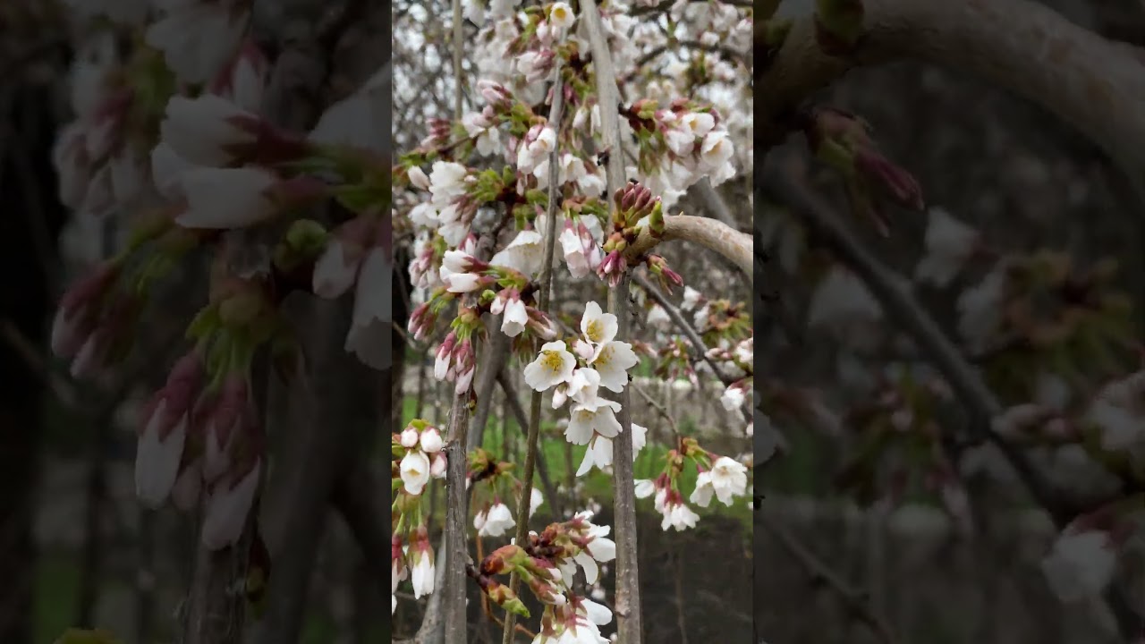 Spring is coming 🌸🌸🌸 #indonesian #kehidupandidesa #livingineurope #countryside