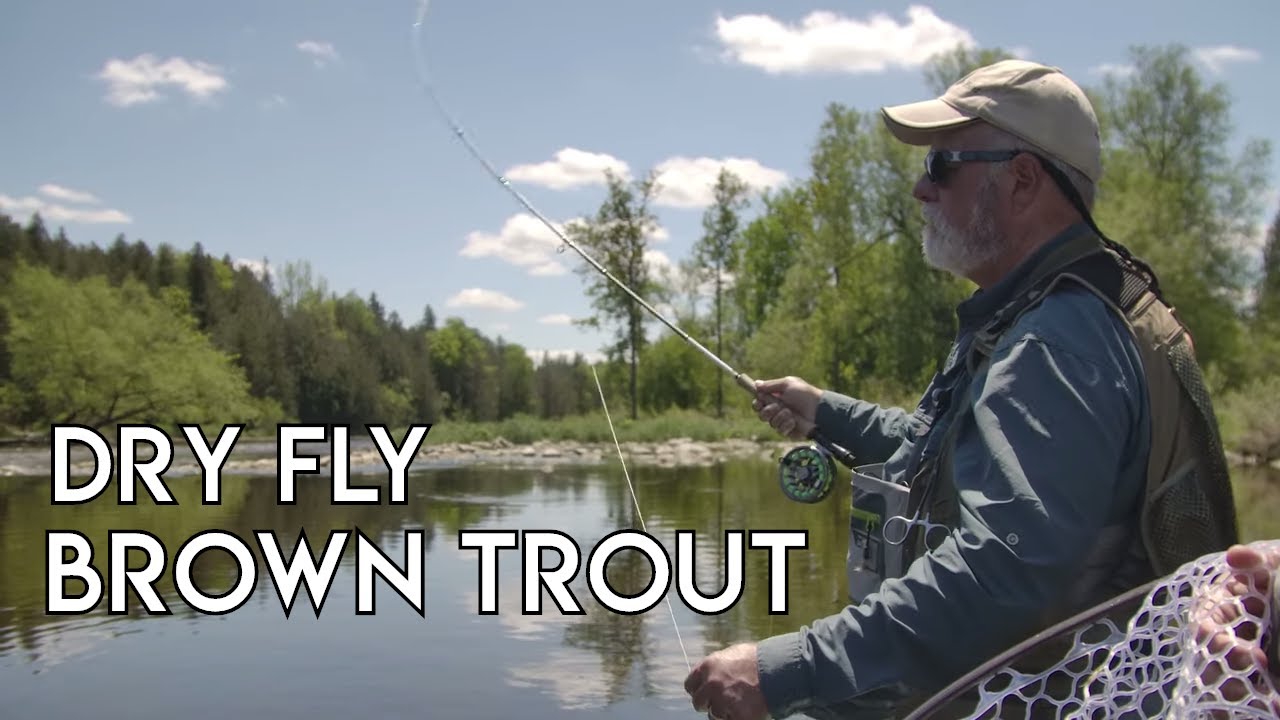 Dry Fly Brown Trout | Grand River