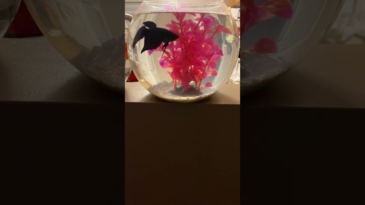 Join me watching fish party 🤗🤗