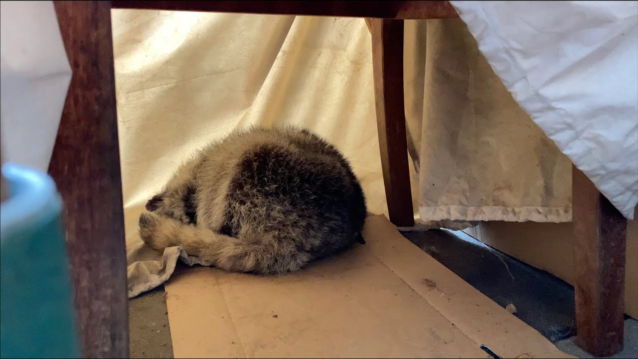 Dori Raccoon - Part 54 | Rude Awakening (Remembrance)