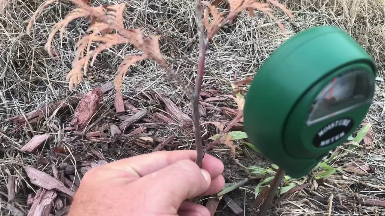 How To Check If Trees & Plants Are Overwatered Or Underwatered - Checking Soil Moisture