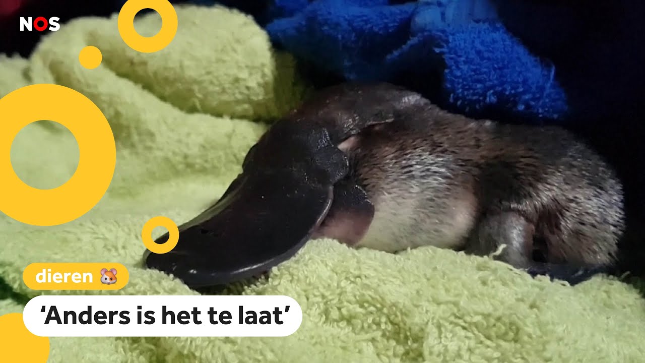 Onderzoekers proberen het vogelbekdier te redden