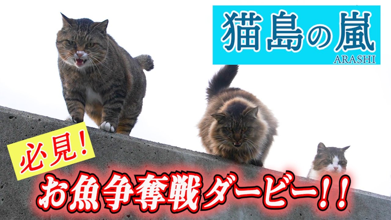 にゃんこ THE TV「田代島編06〜大泊の嵐２：必見！お魚争奪戦ダービー」