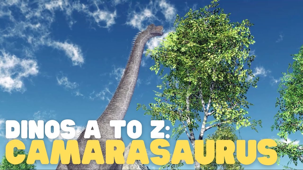 Dinos A to Z: Camarasaurus | Learn about one cousin of the brontosaurus
