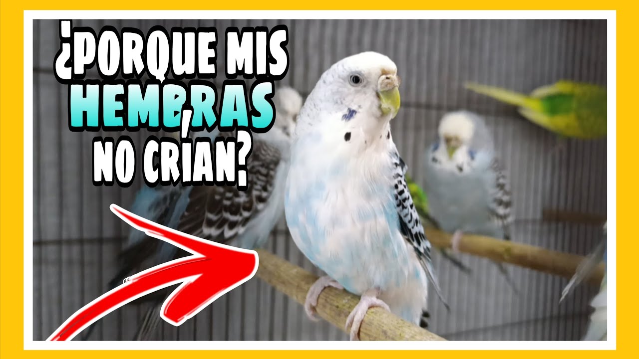 MIS HEMBRAS NO QUIEREN CRIAR ¿PORQUE?