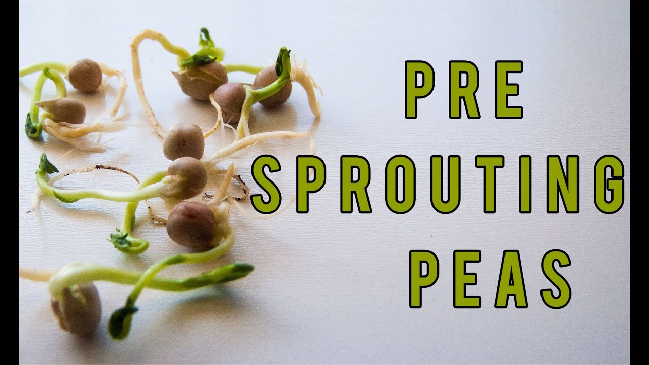 Germinating and Growing Peas by Pre Sprouting
