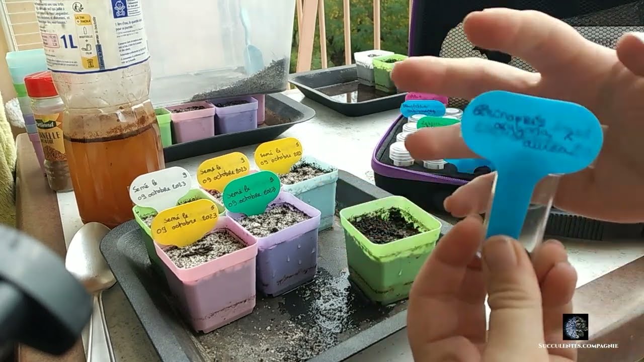 Semis cactus et succulentes