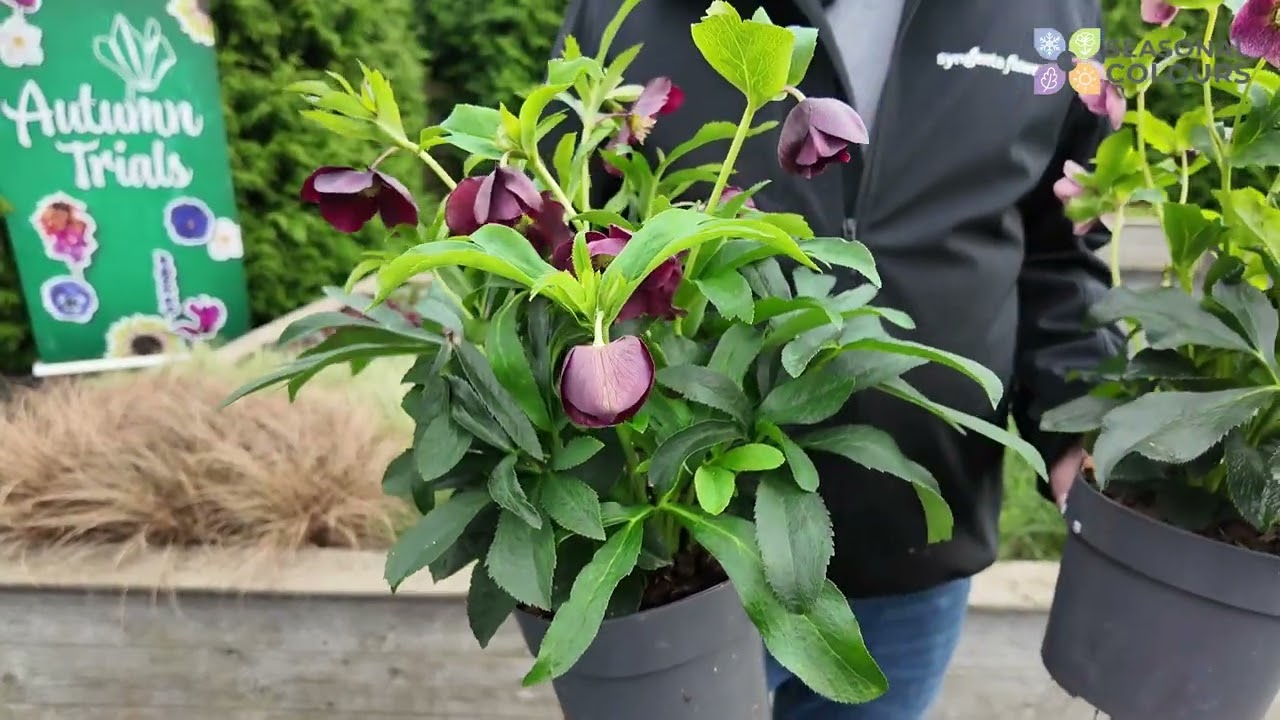 Seasonal Colours   Helleborus orientalis Halcyon
