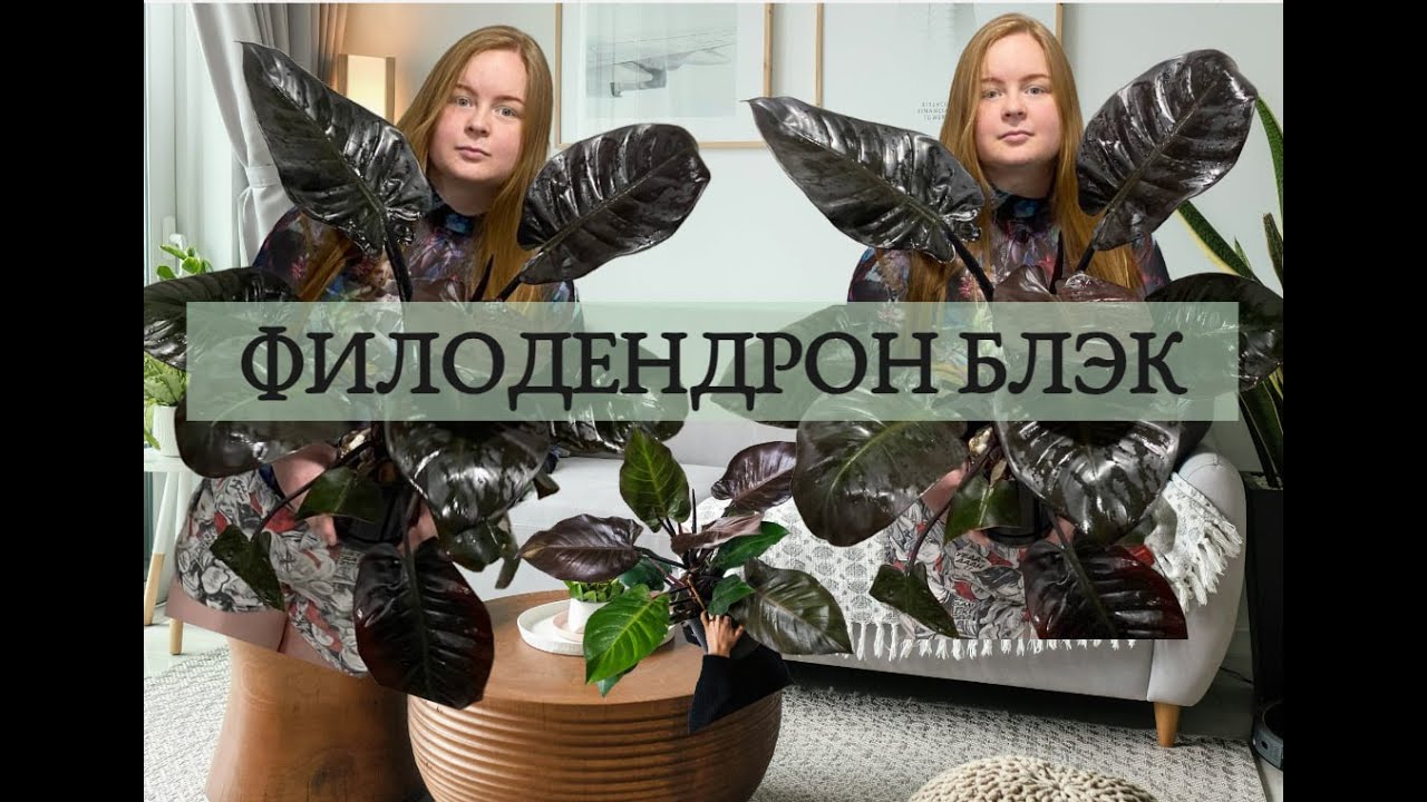 Филодендрон Блэк Кардинал. Мой опыт. Уход и ошибки.