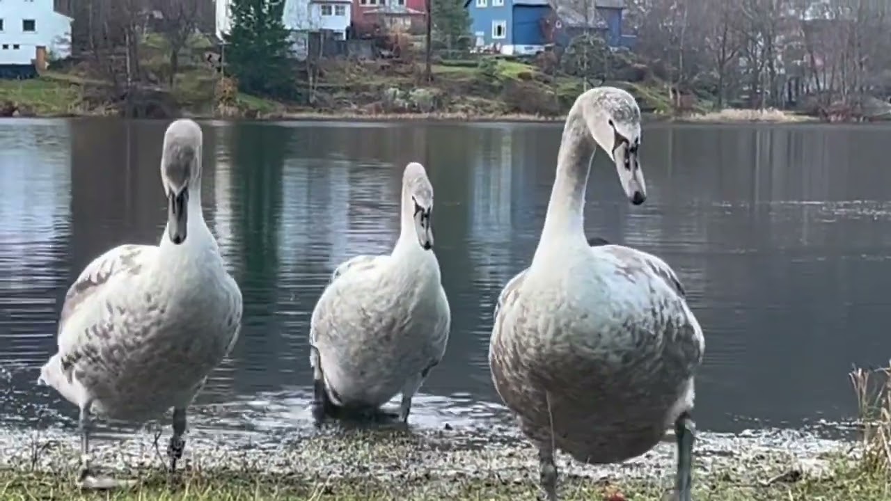 The Young Swans last Sesong in Tveitevannet Birdwater/Autumn Birdlife 2024 / Norway