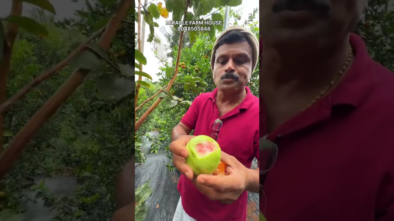 കട്ടപ്പനയിലെ മിറാക്കിൾ ഫാമിലി കാഴ്ചകൾ ഇതൊക്കെയാണ്…
