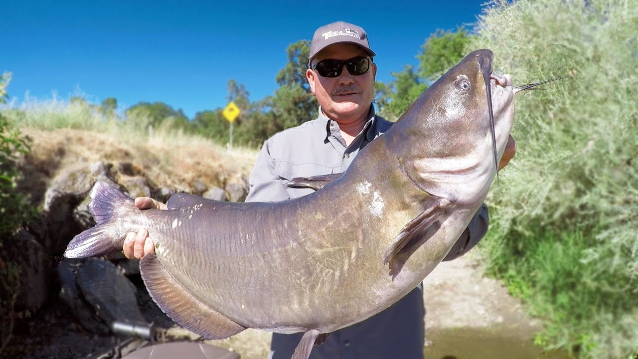 RECORD DU MONDE DE POISSON-CHAT