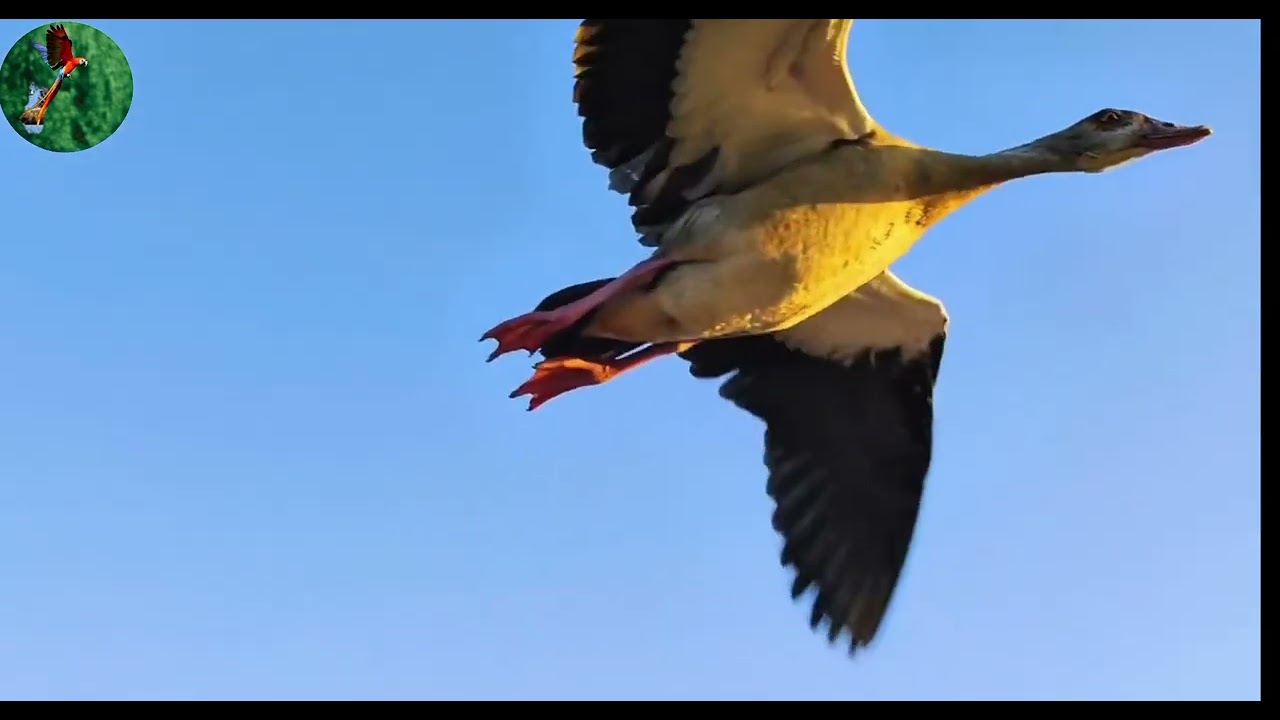 From Drought to Green Africa, Wild Animals