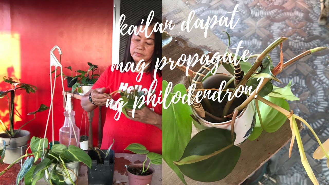 Philodendron | Best time to propagate @ Passion at60