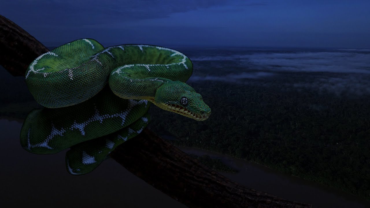 Amazon Rainforest Night - Pure Nature Sounds Deep in the Colombian Jungle