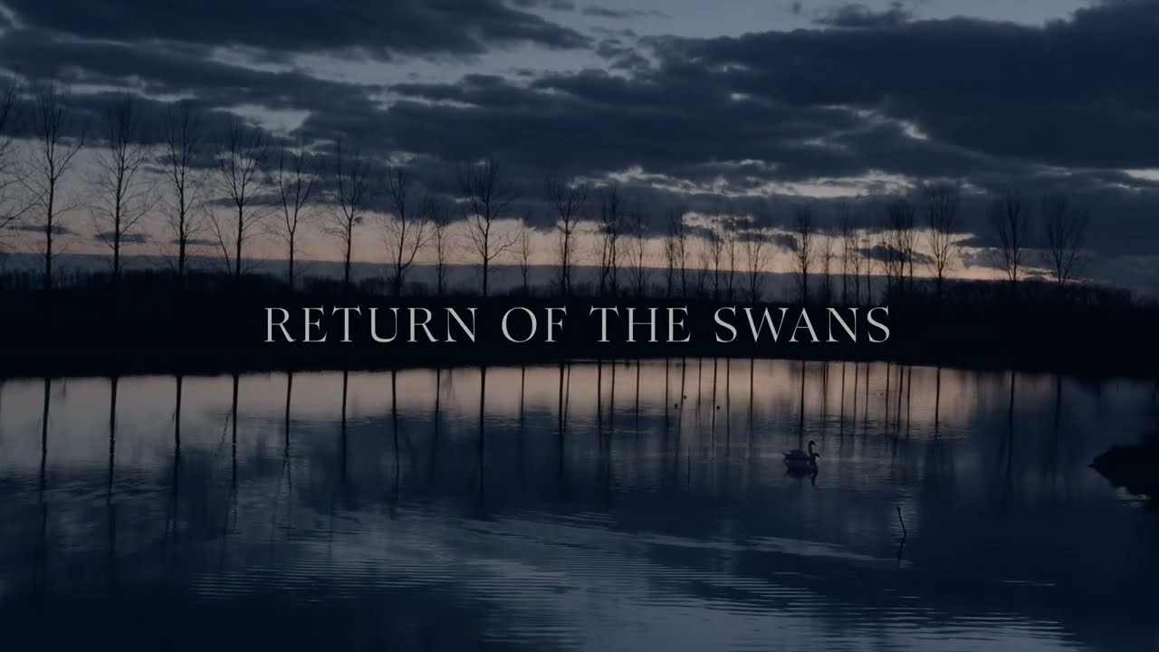 Return of the Swans