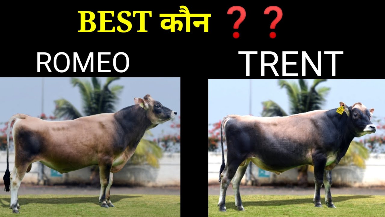 abs Romeo and trent jersey bull best kaun hai