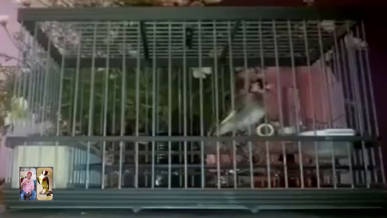 تغريد جميل وأداء رائع لحسون ويداني مراكشي أصيل