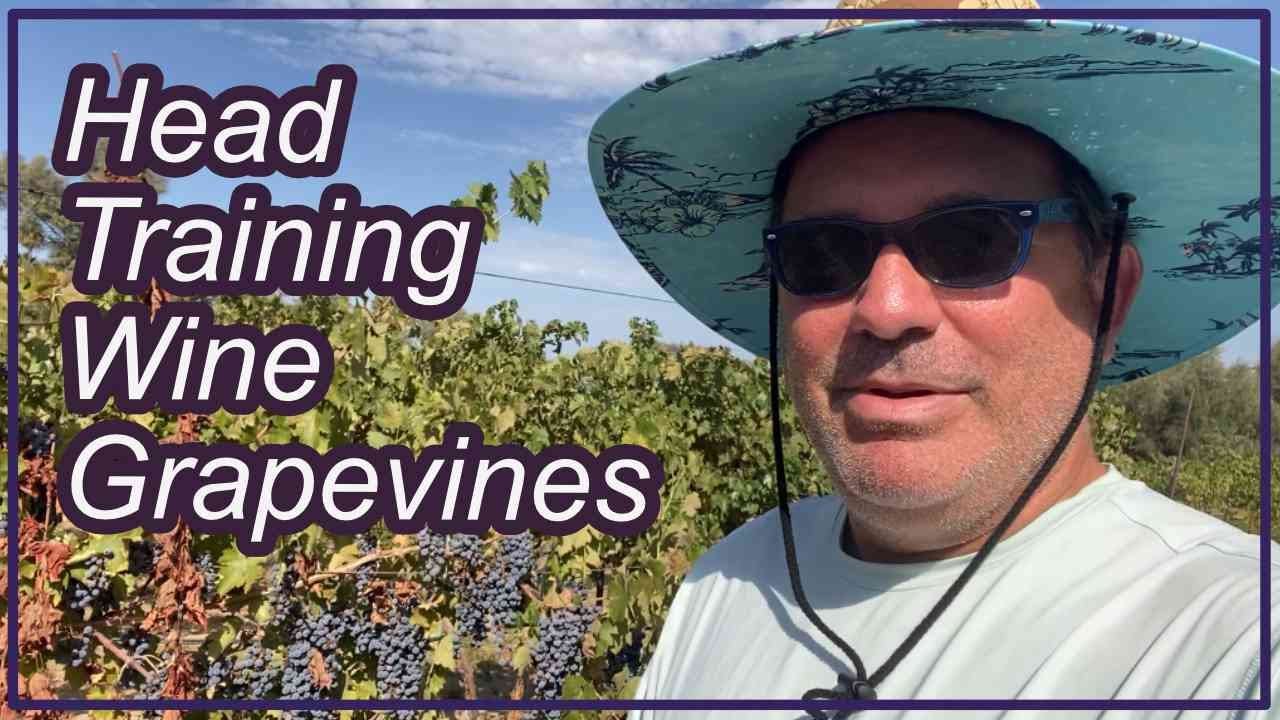 Head Training Wine Grape Vines [Old World Style]