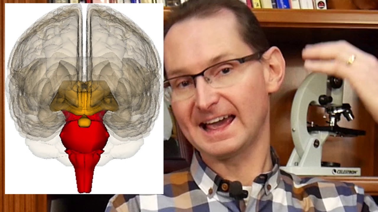 Mechanism of Diffuse Axonal Injury