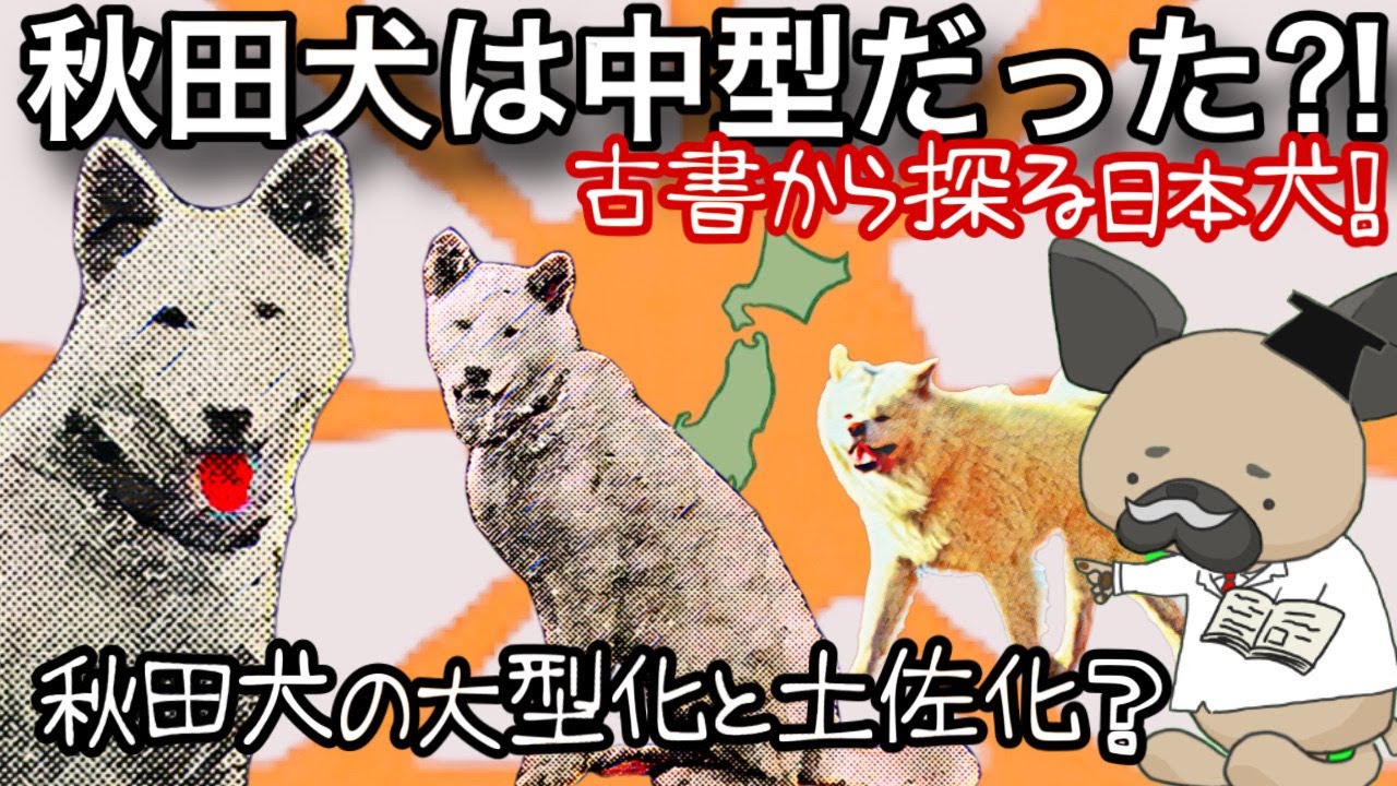 秋田犬3〜秋田犬は中型犬だった？〜大型化と土佐化