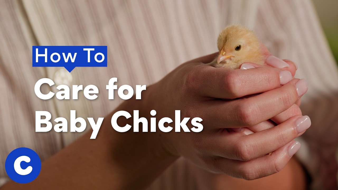 How To Care for Baby Chicks | Chewtorials