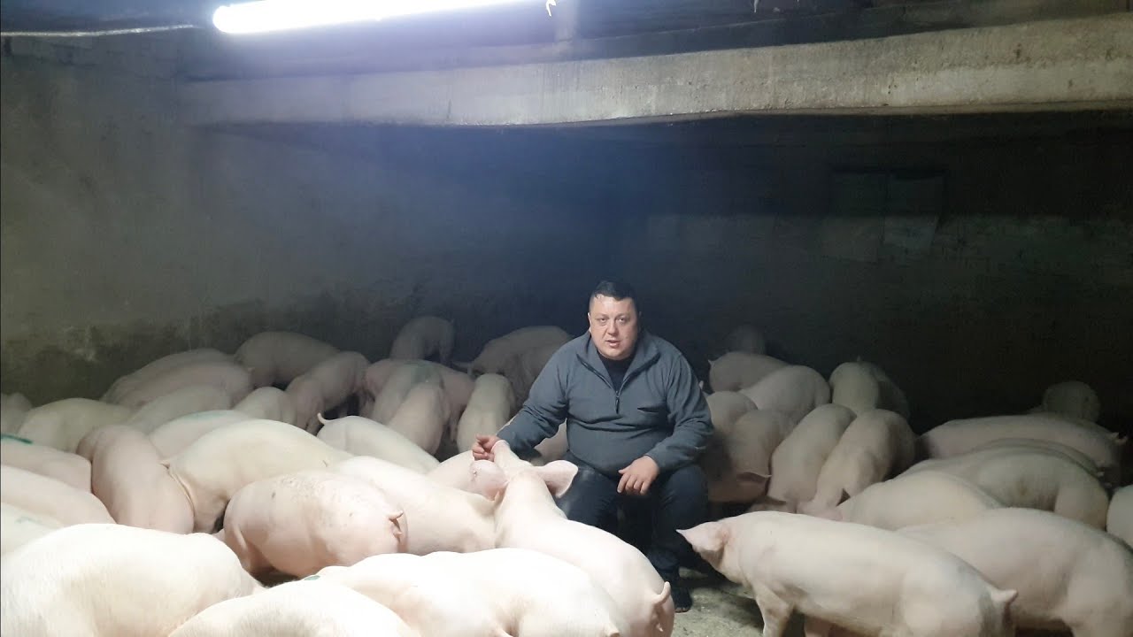 ‼️CRESTEREA PORCILOR ✅ CEA MAI BUNĂ AFACERE‼️