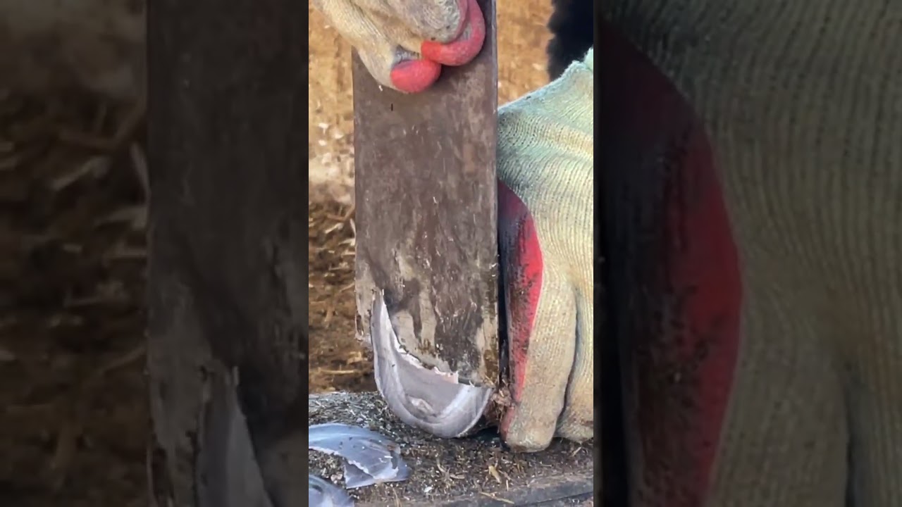 The trimmer's skills are amazing丨ASMR丨Donkey hoof cutting soun