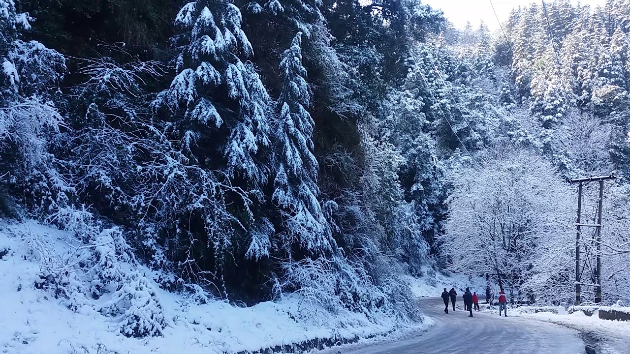 Snowfall and Traffic blocked in Shimla near Boileaugang Totu Road | Shimla Manali Highway