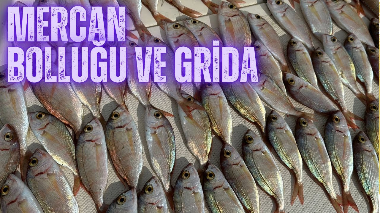 ALANYA DA MERCAN VE GRİDA AVI